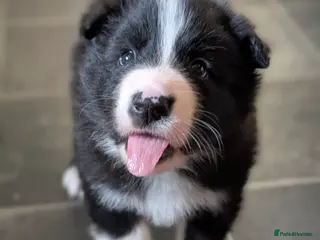Mixed Breed dogs White Swiss Shepherd x Border Collie x Husky Pups - Advert 1