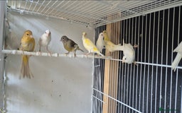 Canaries birds for sale: Canaries. (READY NOW) - Image 1