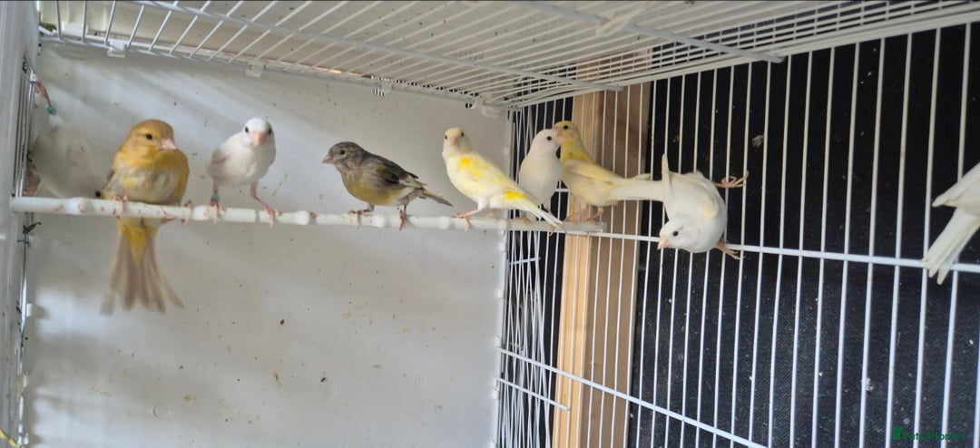 Canaries birds for sale: Canaries. (READY NOW) - Image 1