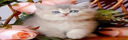 British Shorthair cats for sale: Beautiful AY11 blue golden British shorthair - Advert 2