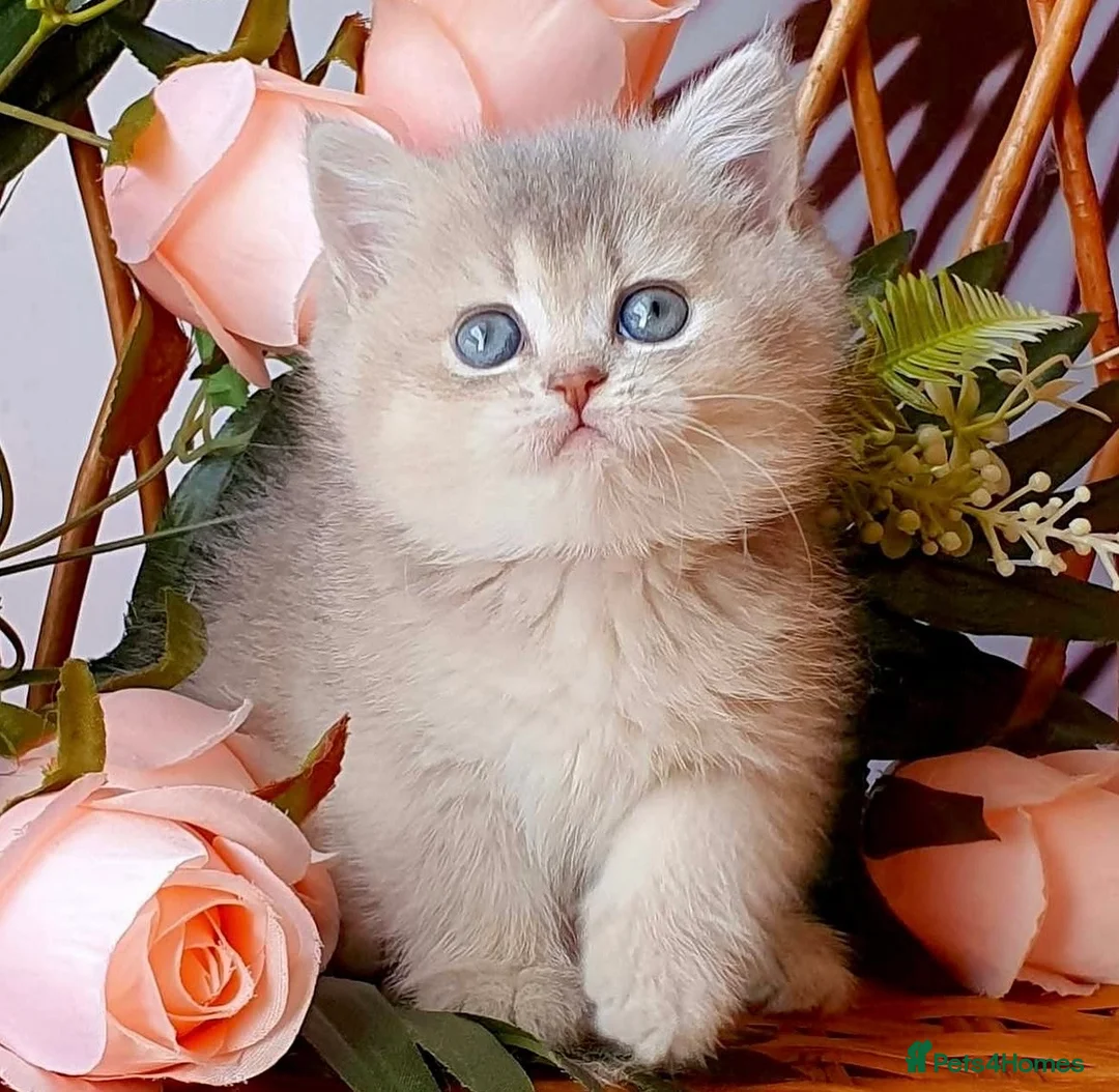 British Shorthair cats for sale: Beautiful AY11 blue golden British shorthair - Advert 2