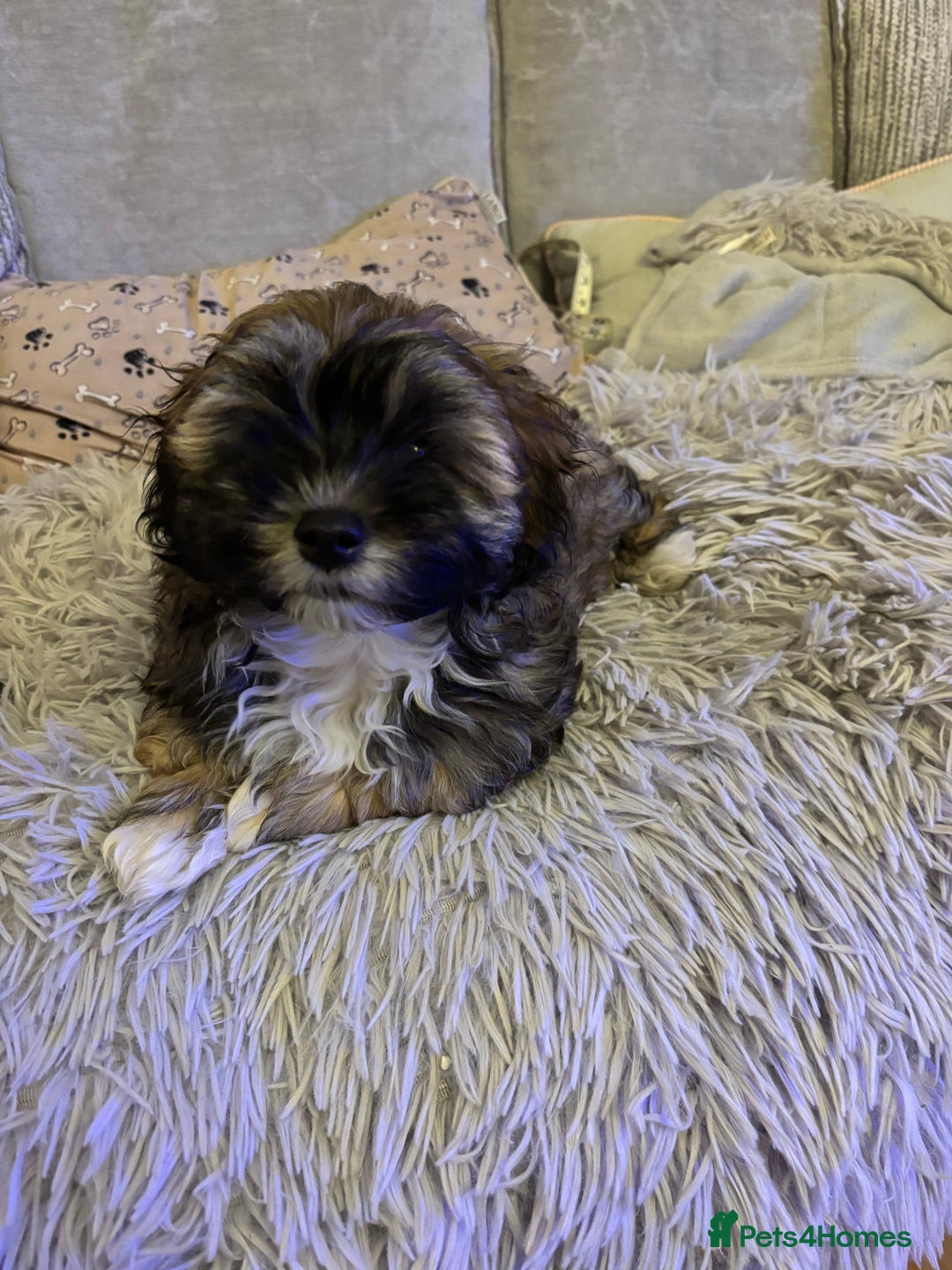 Havanese dogs for sale: KC registered gorgeous male havanese puppy  - Advert 8