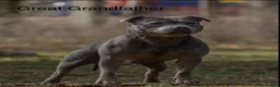 Staffordshire Bull Terrier dogs for sale: Bullscaff PIRO, pharon&bill puppies - Advert 9