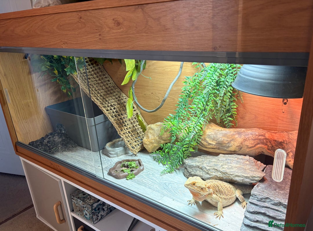 Bearded Dragon reptiles for sale: Female Rainbow Tiger Bearded Dragon - Image 2