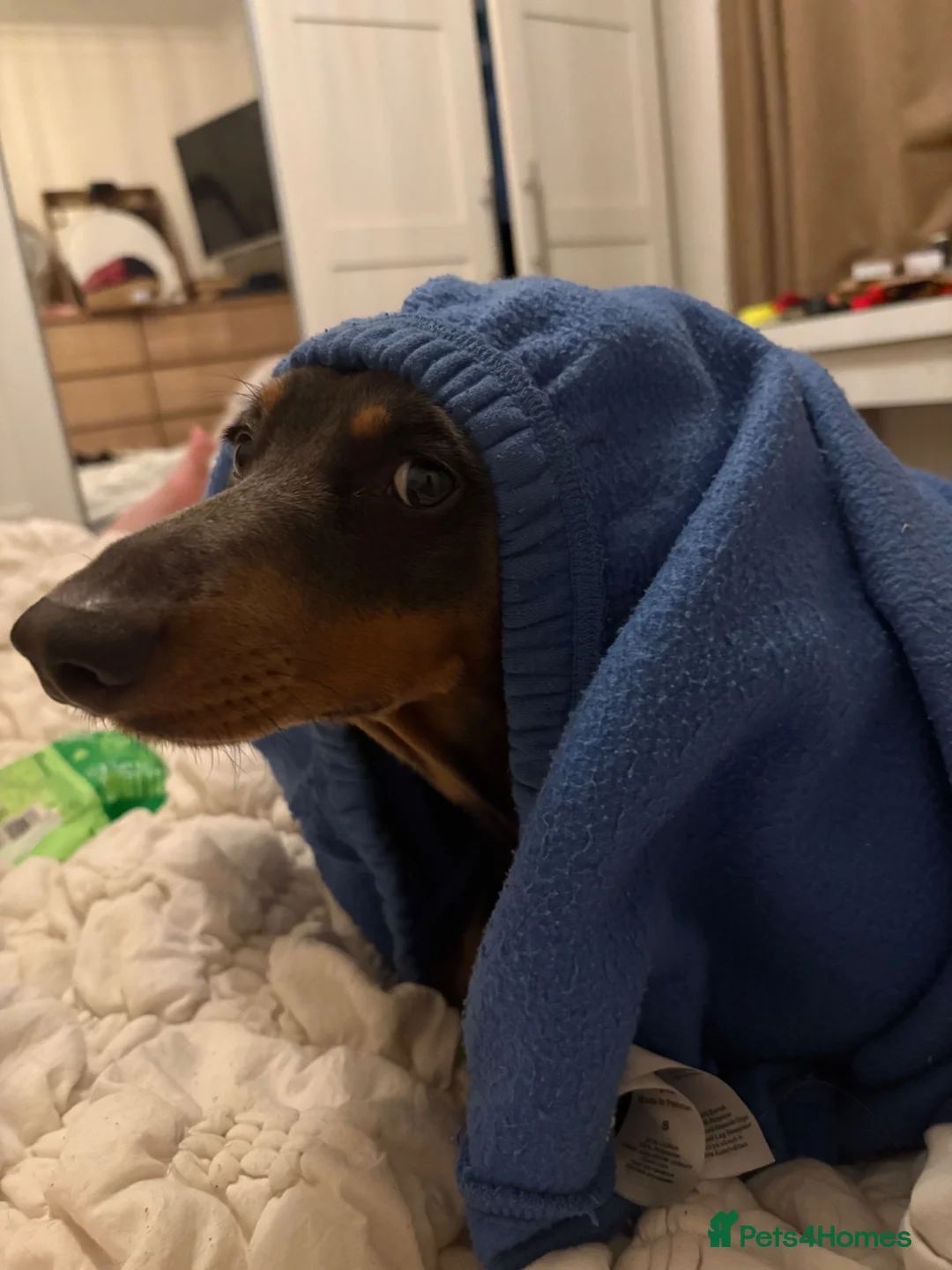 Miniature Dachshund dogs for sale: Beautiful 2 year old dachshund  - Advert 8