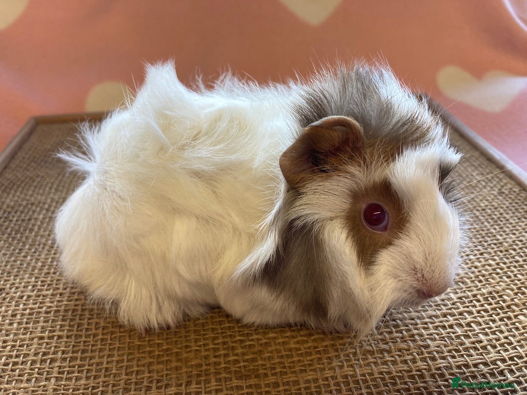 Guinea Pig rodents for sale: Gorgeous baby sows - Image 3