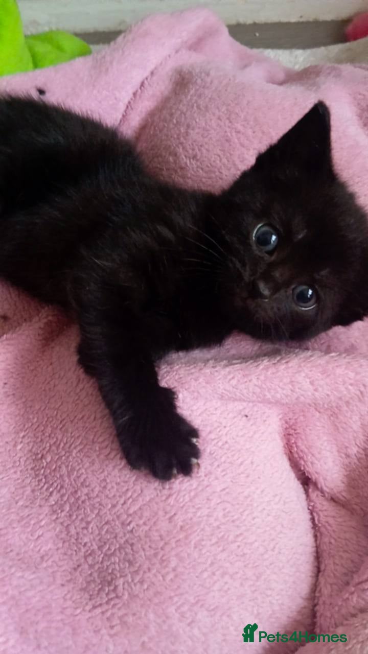 Mixed Breed cats Beautiful 3 girls looking for home black white  - Advert 15