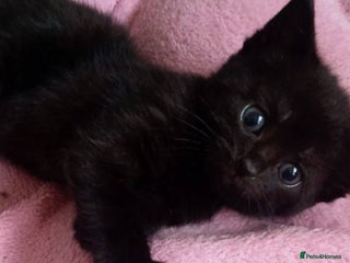 Mixed Breed cats Beautiful 3 girls looking for home black white - Advert 2