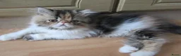 Persian cats for sale: Pedigree Persian female kitten - Advert 10