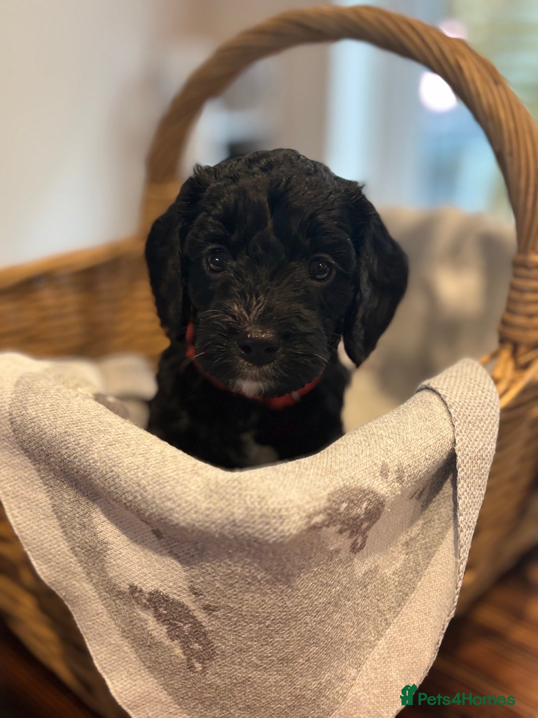 Cockapoo dogs for sale: 1 female Cockerpoo puppy ❤️ - Image 6