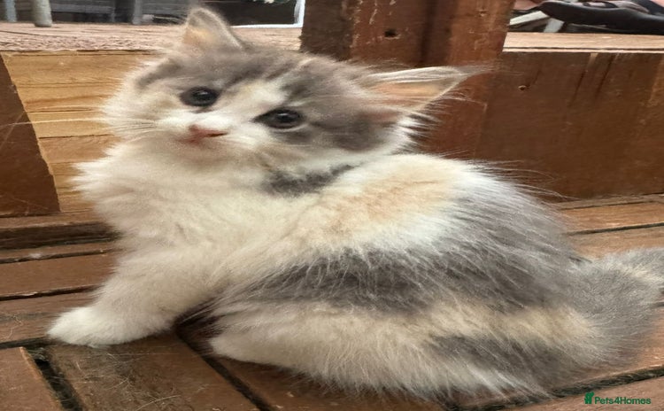 Mixed Breed cats - Advert 13