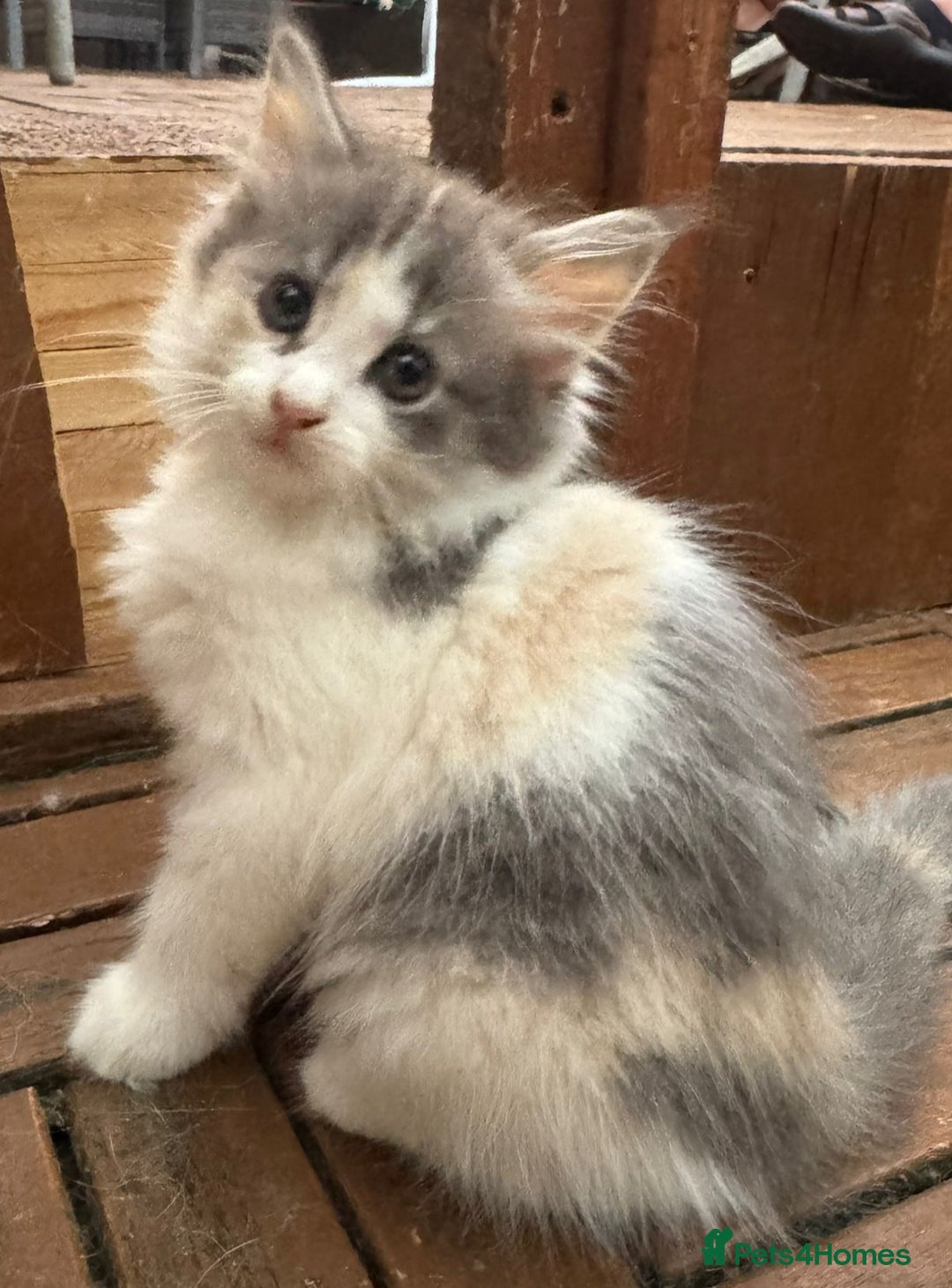 Mixed Breed cats for sale: Mix Mainecoon kittens - Image 1