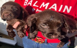 Cocker Spaniel dogs for sale: ⭐️Cocker spaniel puppies ready now ⭐️ - Image 12