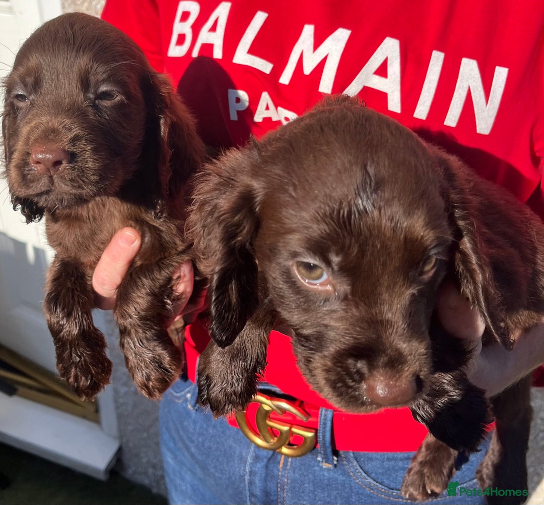 Cocker Spaniel dogs for sale: ⭐️Cocker spaniel puppies ready now ⭐️ - Image 12