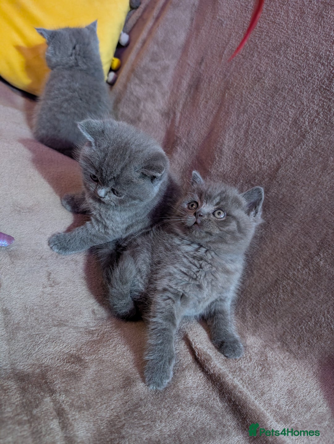 British Shorthair cats for sale: British short hair  - Image 7