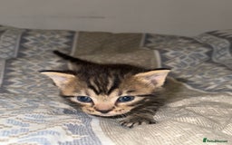 Domestic Shorthair cats for sale: Our babies looking for their forever lovely home - Image 13