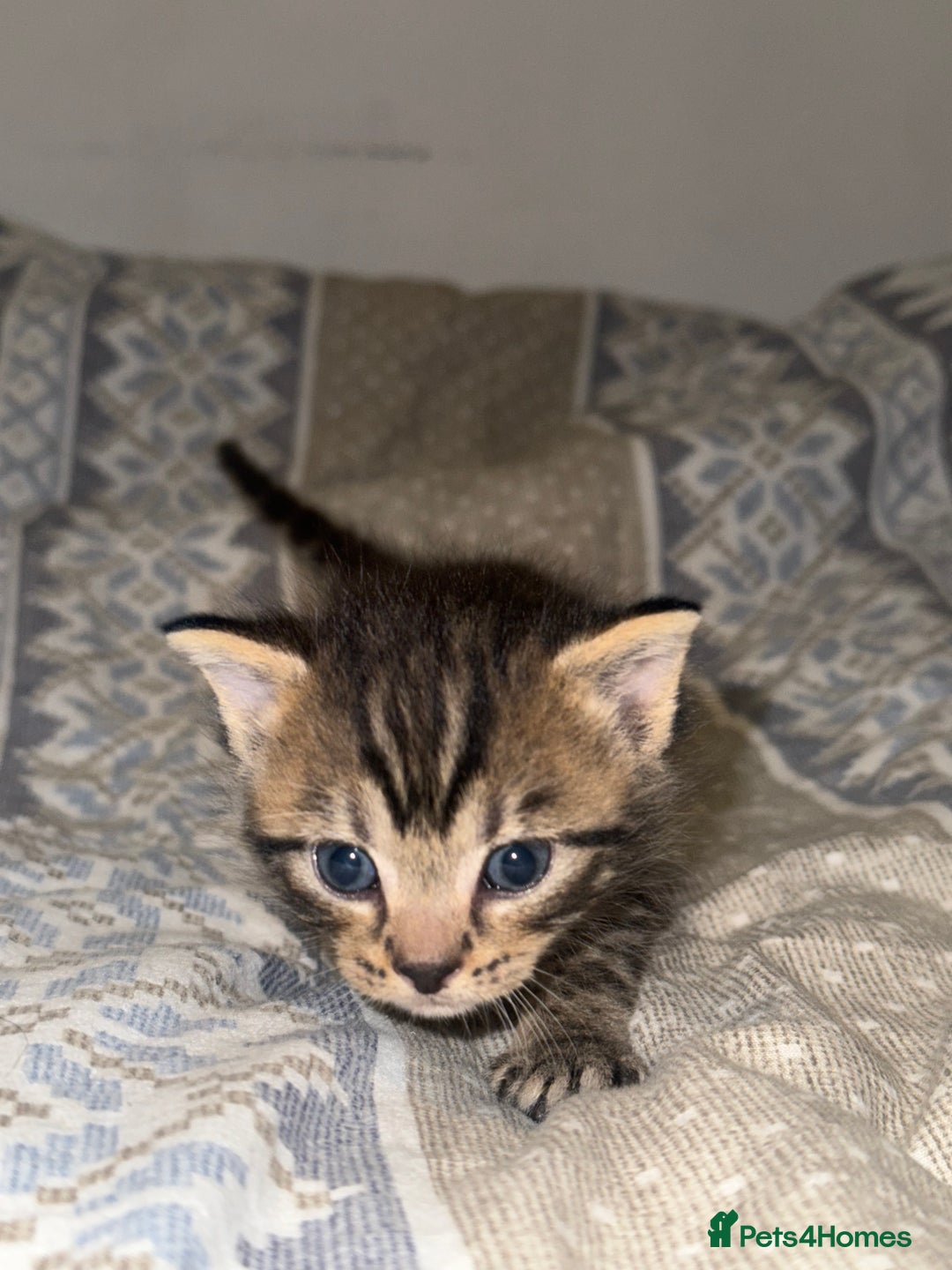 Domestic Shorthair cats for sale: Our babies looking for their forever lovely home - Image 13
