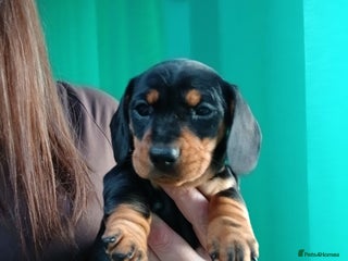Miniature Dachshund dogs Miniature Dachshund puppies PRA clear DNA tested - Advert 1