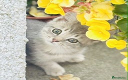 British Shorthair cats for sale: Beautiful kittens British short/Scottish fold - Image 1