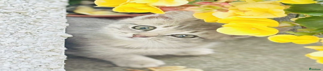 British Shorthair Kitten 1