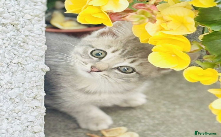British Shorthair cats - Advert 1