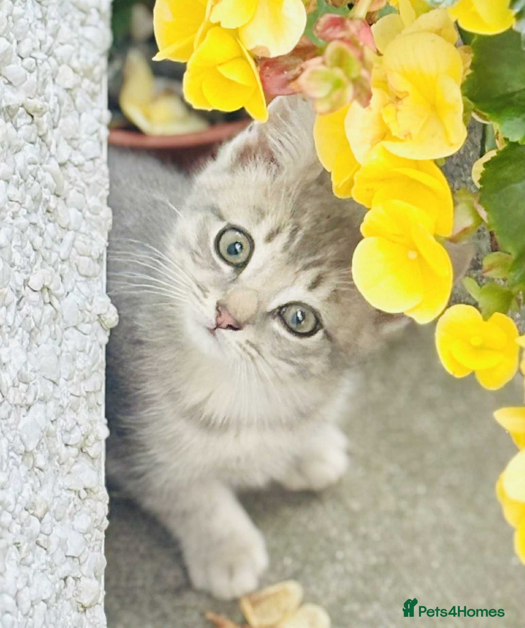 British Shorthair cats for sale: Beautiful kittens British short/Scottish fold - Image 1