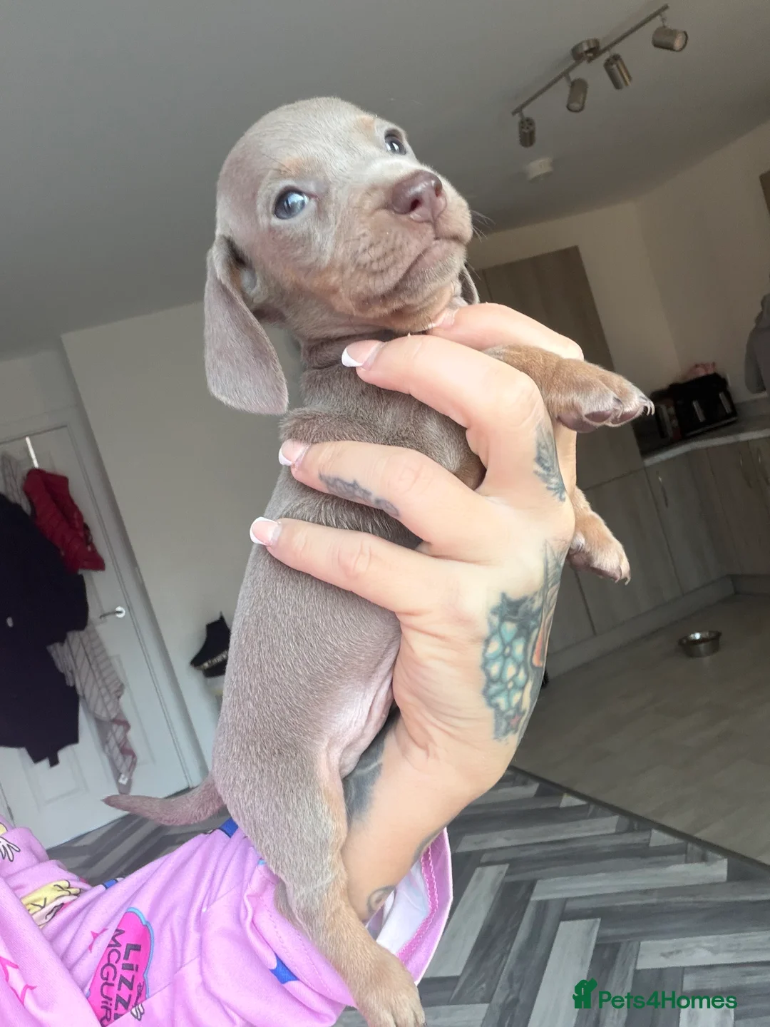 Miniature Dachshund dogs for sale: Miniature Dachshund Isabella’s puppy’s 😍😍 - Advert 5