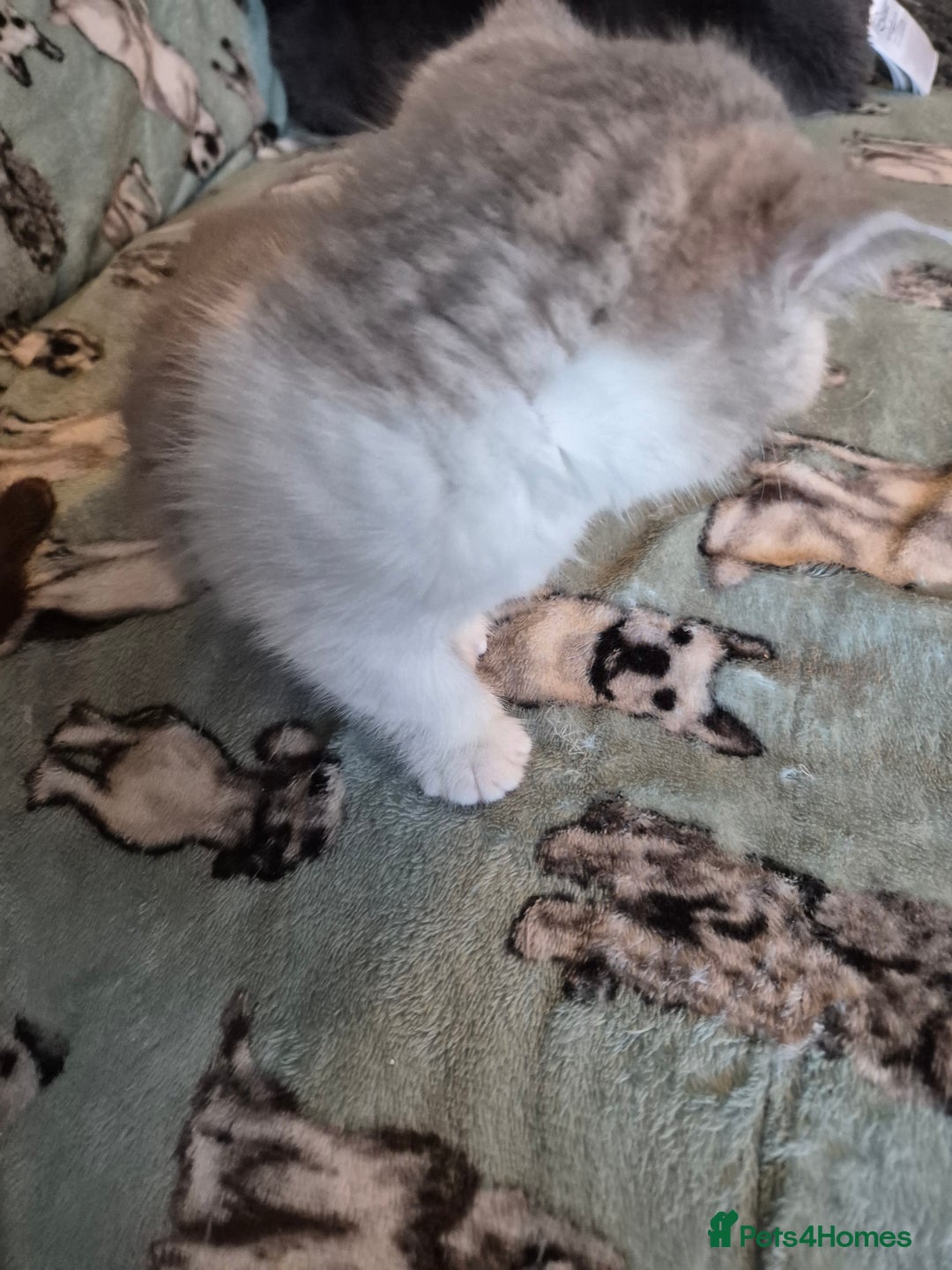 Selkirk Rex cats for sale: Pedigree selkirk rex girls non curly - Advert 37