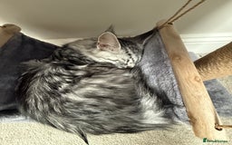 Maine Coon cats for sale: Black Silver Mackeral Tabby Active Female - Image 4