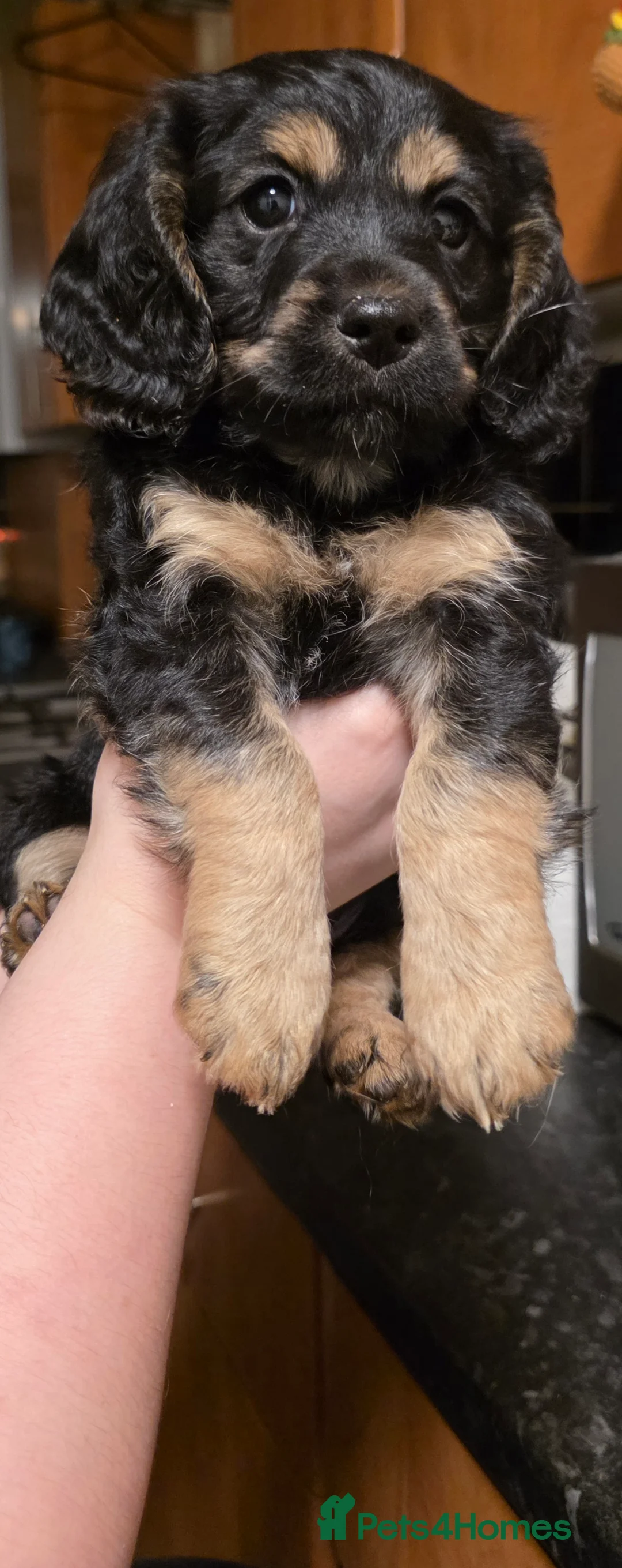 Cockapoo dogs for sale: The Magnificent fully-vaccinated Seven  in Romford - Advert 7