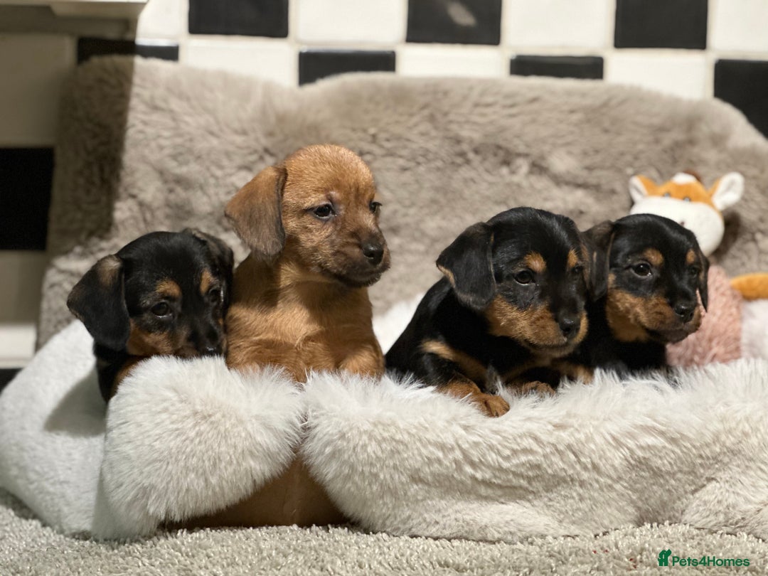 Mixed Breed dogs for sale: Stunning Norfolk terrier x miniature dachshund  - Advert 3
