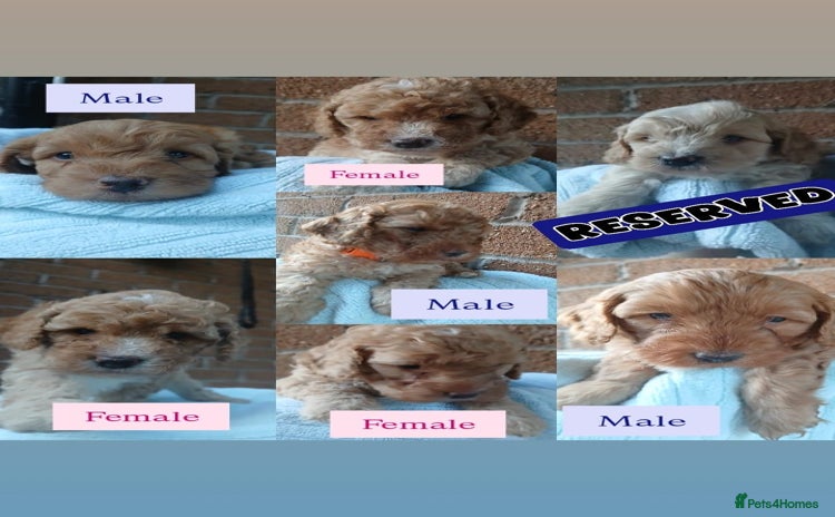 Cockapoo dogs - Advert 1