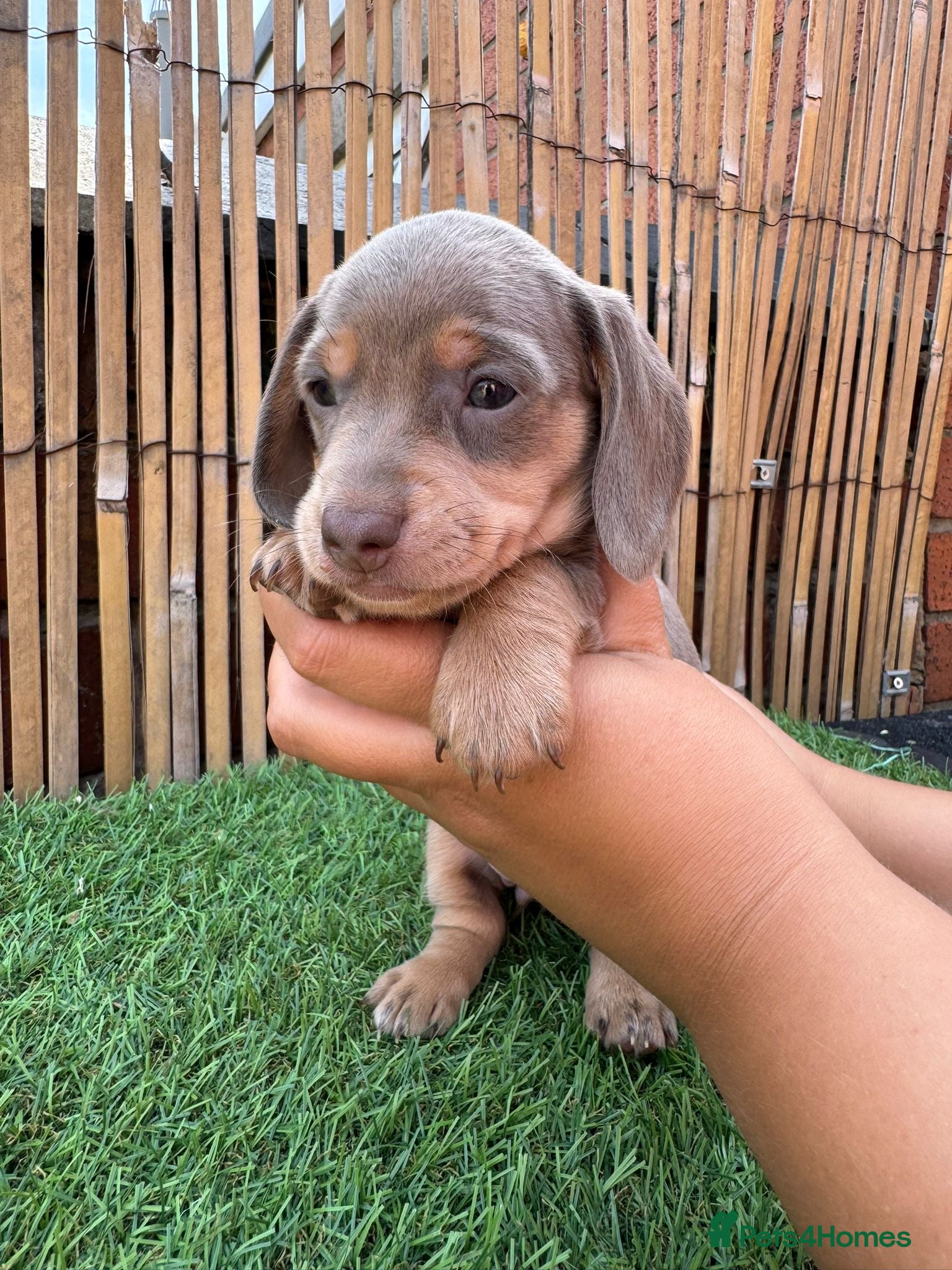 Miniature Dachshund dogs 5 Beautiful Dachshund Puppies - Advert 2