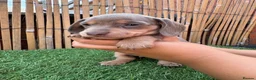 Miniature Dachshund dogs for sale: 5 Beautiful Dachshund Puppies - Advert 2
