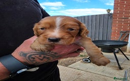 Cocker Spaniel dogs for sale: Cocker Spaniel puppies for sale - Image 6