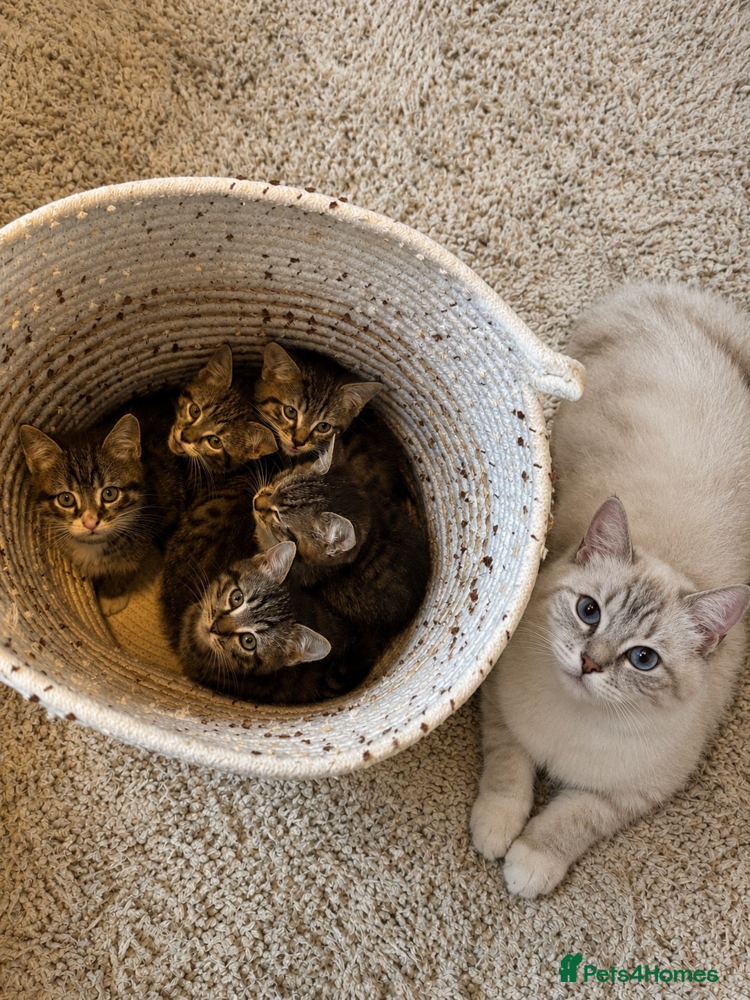 Ragdoll cats X5 Beautiful Ragdoll X Kittens - Advert 1