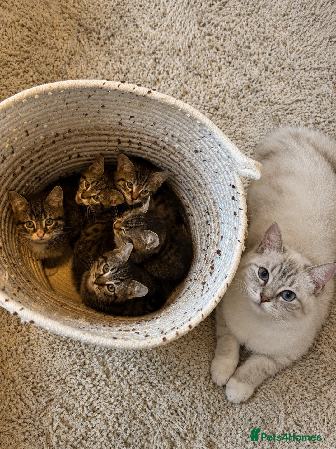Ragdoll cats for sale: X5 Beautiful Ragdoll X Kittens - Advert 1
