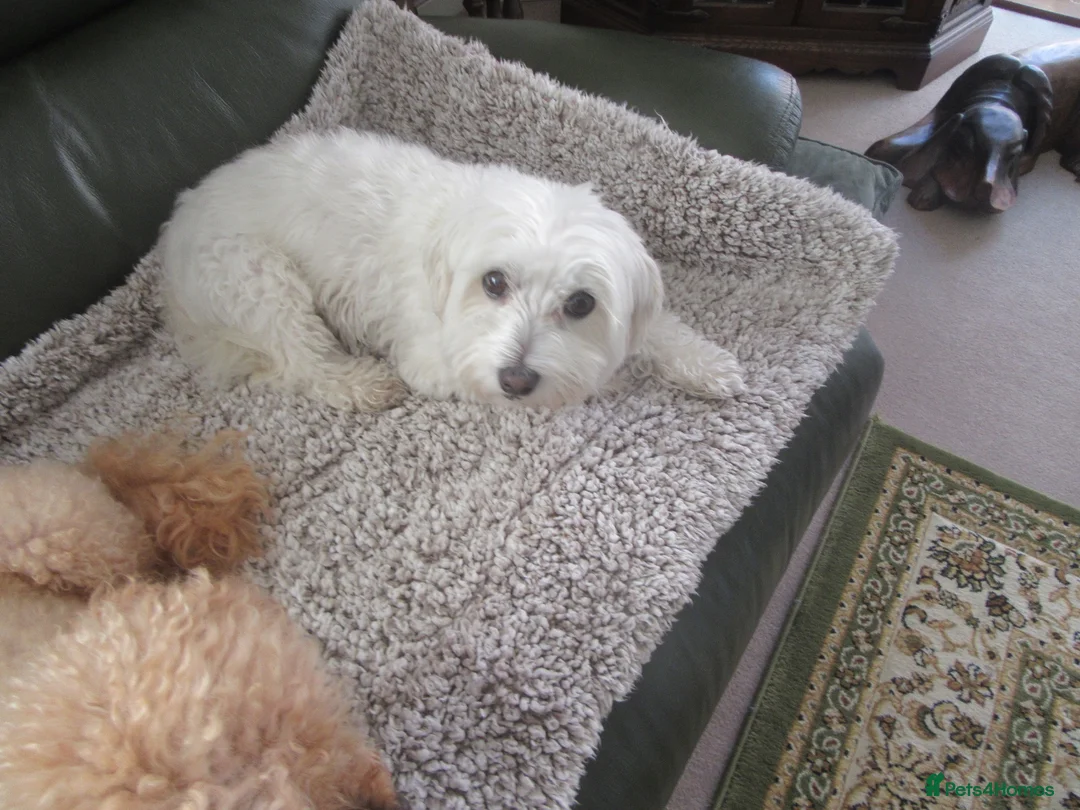 Maltese dogs for sale: Maltese - 7 year old girl - Advert 1