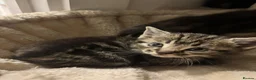 Domestic Shorthair cats for sale: KITTENS LOOKING FOR NEW HOME - Advert 4