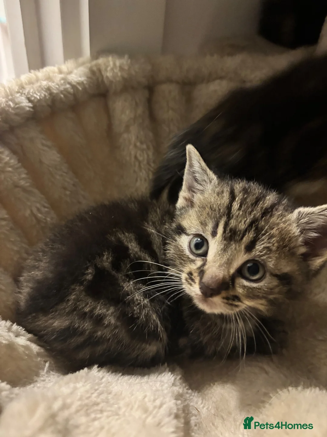 Domestic Shorthair cats for sale: KITTENS LOOKING FOR NEW HOME - Advert 4