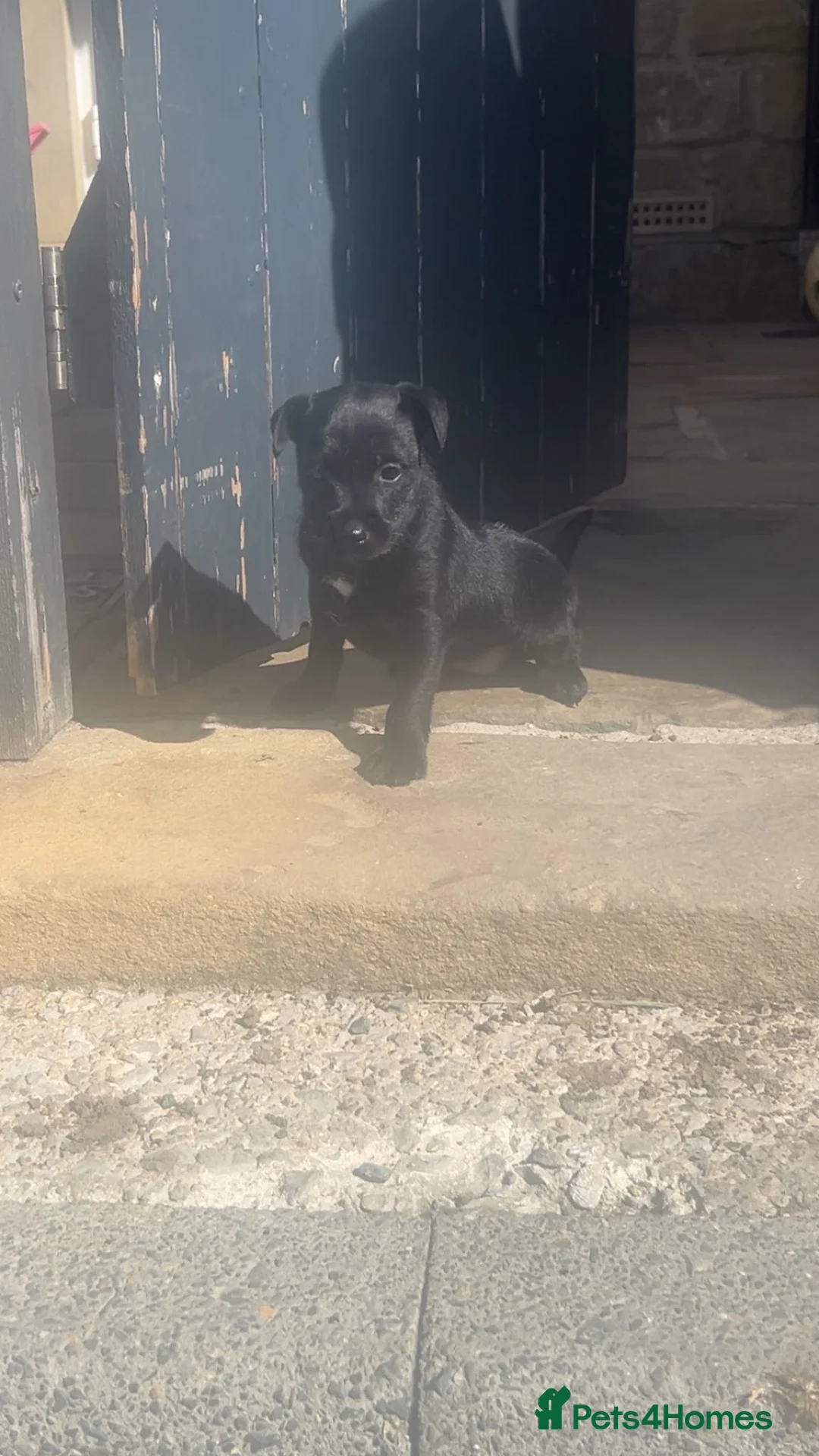 Patterdale Terrier dogs for sale: Patterdale girl puppy last one remaining - Advert 2