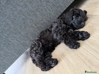 Australian Labradoodle dogs Perfect Australian labradoodle girl - Advert 1