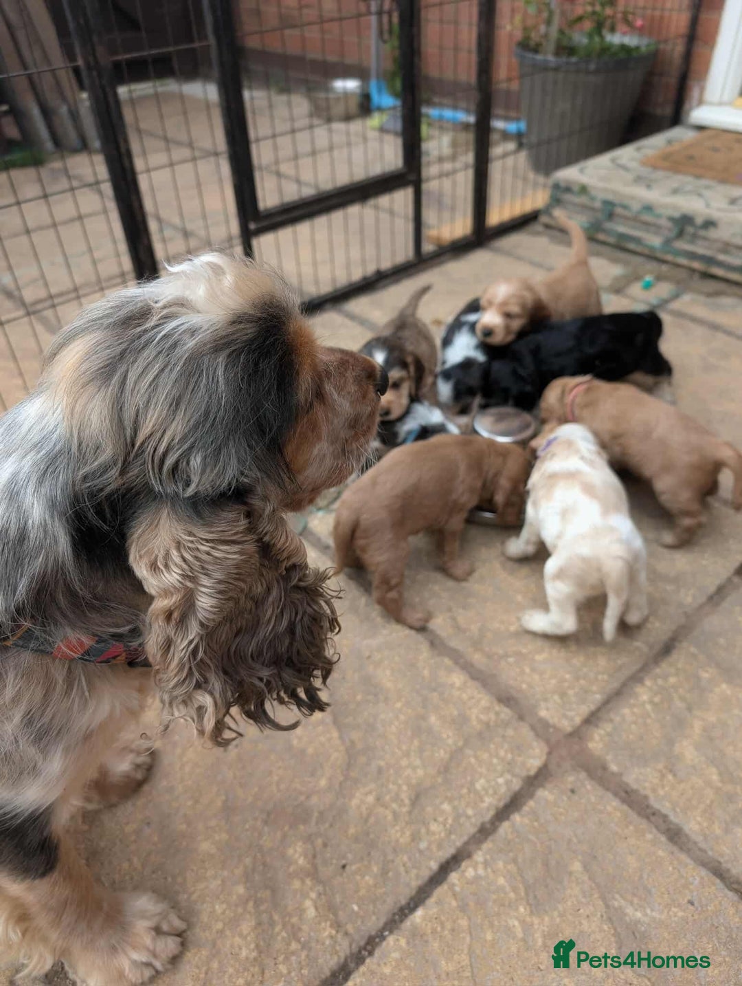 Cocker Spaniel dogs for sale: Show cockers - Image 24