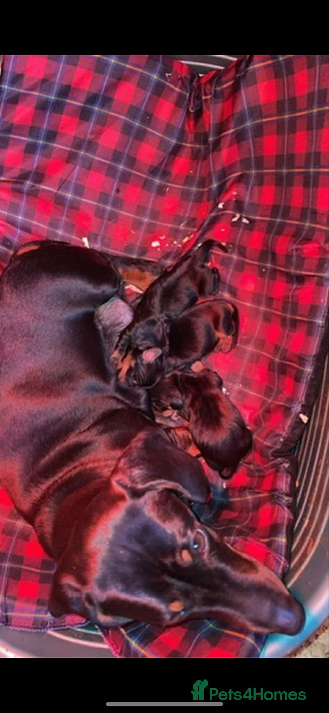 Miniature Dachshund dogs for sale: Mini dachshunds 4 boys  - Advert 6