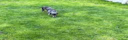 Dachshund dogs for sale: Dapple dachshund - Advert 3