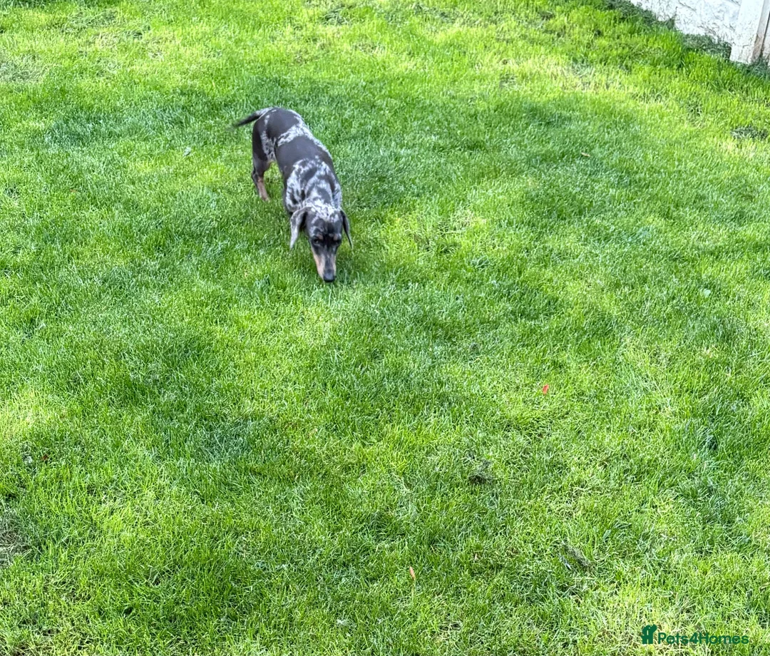 Dachshund dogs for sale: Dapple dachshund - Advert 3