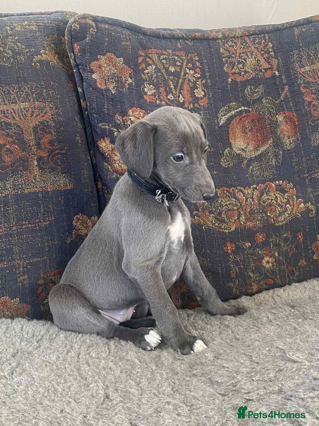 Mixed Breed dogs for sale: Beautiful Saluki x Whippet puppies - Advert 12