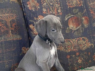 Mixed Breed dogs Beautiful Saluki x Whippet puppies - Advert 5