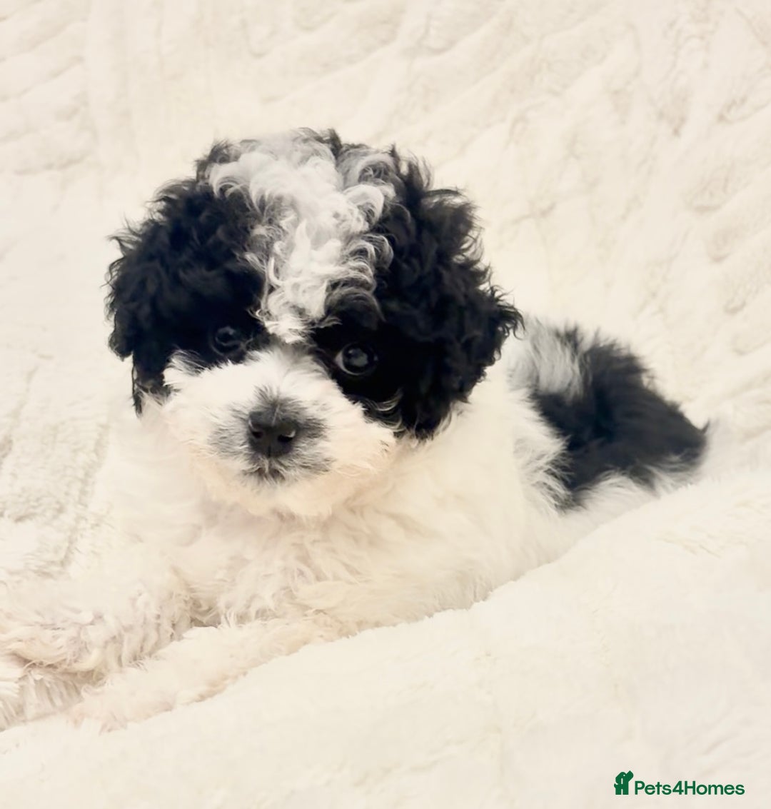Toy Poodle dogs for sale: Asian poodle  - Advert 3