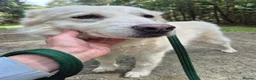 Mixed Breed dogs for adoption: Rosie - Norwich Norfolk  in Norwich - Advert 10